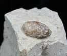 Fossil Snake Egg - Bouxwiller, France #5798-1